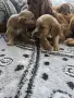 		Чистокръвни Кокер Шпаньоли, снимка 4