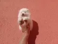 Померани. Реални снимки!!!, снимка 6