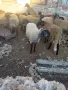 Агнета за разплод и клане, снимка 4