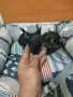 продавам чихопинпери , снимка 4