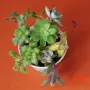 Сукуленти микс вкоренени, снимка 10