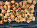 Продавам райска ябълка , снимка 3