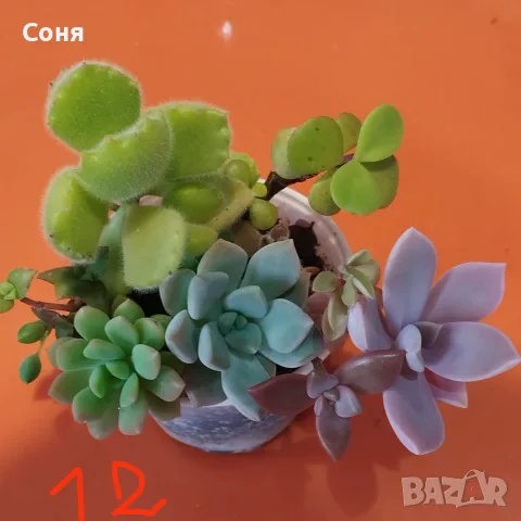 Сукуленти микс вкоренени, снимка 12 - Стайни растения - 56584249