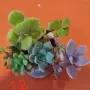 Сукуленти микс вкоренени, снимка 12
