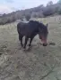 Продава се мъжкар , снимка 2