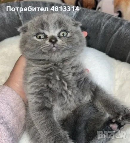Шотландски Фолд - Шотландска клепоуха, снимка 8 - Други - 56350153