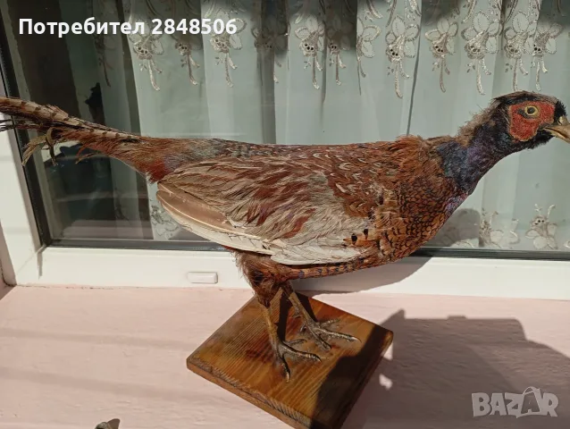 Продавам препариран мъжки фазан, снимка 5 - Други - 56624495