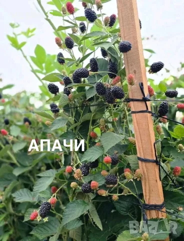 Разсад 2026г маточник
