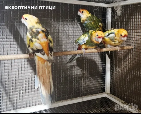 Продавам Пенантови Розели , снимка 2 - Папагали - 56647552