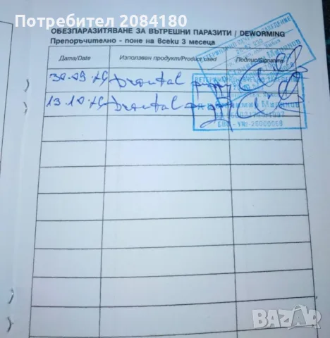 Продавам малко кученце, снимка 5 - Кангал - 56554307