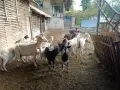 продавам кози-140 евро, снимка 3