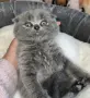 Шотландски Фолд - Шотландска клепоуха, снимка 8