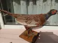 Продавам препариран мъжки фазан, снимка 5