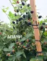 Разсад 2026г маточник, снимка 1