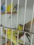 Вълнисти папагали и Корели , снимка 8