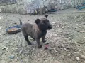 Белгийска овчарка, снимка 6