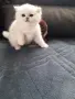 Котенца Мечта .Сребърни Чинчили , снимка 3