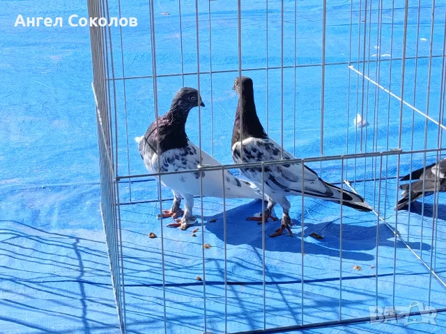 Унгарци млади и стари София, снимка 3 - Гълъби - 56595520