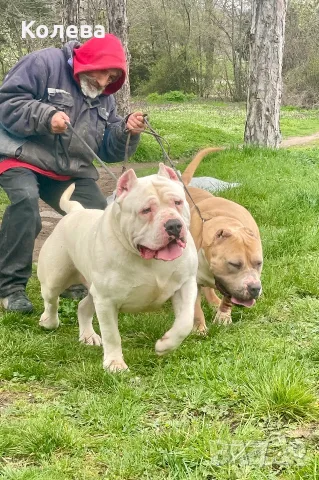 ТОП Американско були ХЛ/ American bully XL, снимка 7 - Други - 56561388