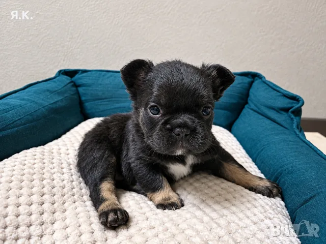 * Френчита Fluffy *, снимка 5 - Френски булдог - 56742500