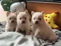 Померани бебета, снимка 1