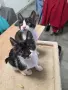 Подарявам котенца, снимка 2