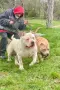 ТОП Американско були ХЛ/ American bully XL, снимка 7