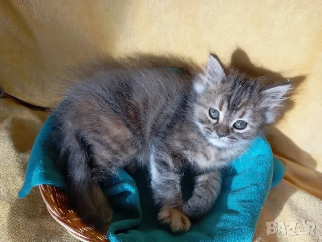 Сибирско котенце, сибирче, момиче, хипоалергенно, коте, сибирска котка