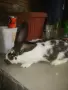 Зайци белгийски великан и пеперуда , снимка 4