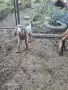 Продавам малки яренца , снимка 1