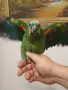 амазона синючела , снимка 1