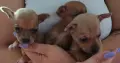 Продавам малки кученца., снимка 2