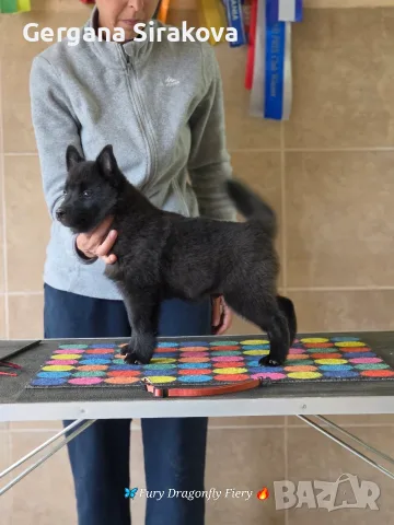 Шиперке / Schipperke, снимка 3 - Други - 55357854