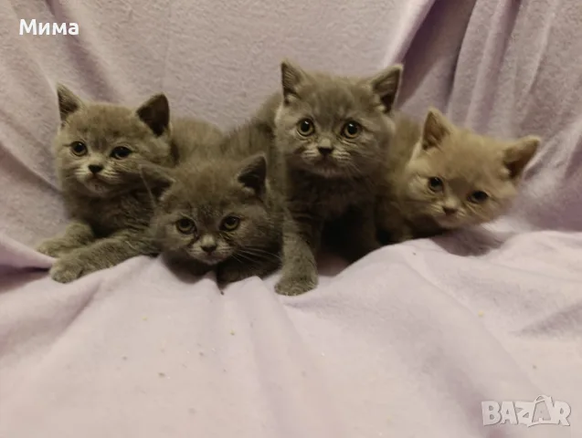 Британски котета
