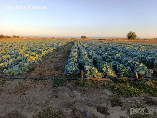 Продавам    зеле, снимка 2 - Други - 56637469