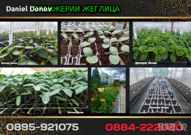 КАТАЛОГ РАЗСАДИ, ПРОЛЕТ–ЛЯТО 2027, снимка 4 - Разсади - 56742412
