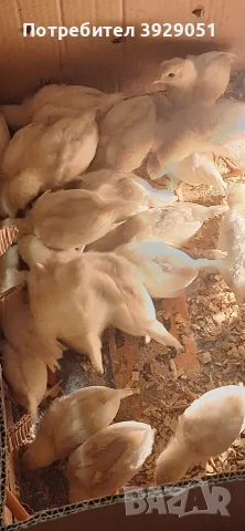 Продавам пилета 