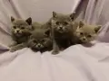Британски котета, снимка 1
