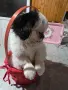 Японски хин момиченце, снимка 3