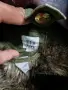 Яке -парка и елек  GAP, снимка 6