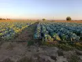 Продавам    зеле, снимка 2
