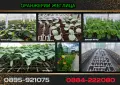 КАТАЛОГ РАЗСАДИ, ПРОЛЕТ–ЛЯТО 2027, снимка 4