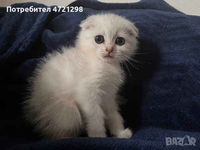 Британски котета, снимка 8 - Британска късокосместа - 56644684
