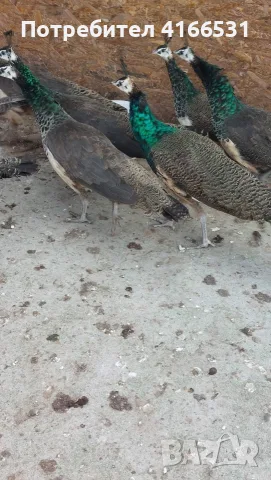 Пауни  индийски 