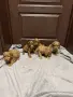 кавапу той пудел , снимка 2
