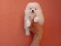 Бяло момченце. Померанче., снимка 2