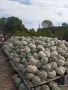 Продавам текви- цигулки и бели тикви, снимка 2