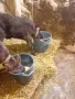 Продаваме две теленца близначета, снимка 3