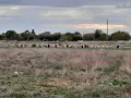 Продавам млечни кози , снимка 7