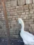 Холмогорски Гъски, снимка 6